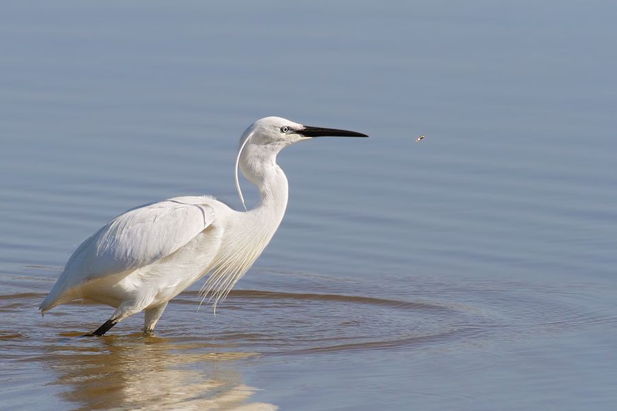 IMAGE: http://img.photobucket.com/albums/v111/joe47/IMG_6627b900.jpg~original