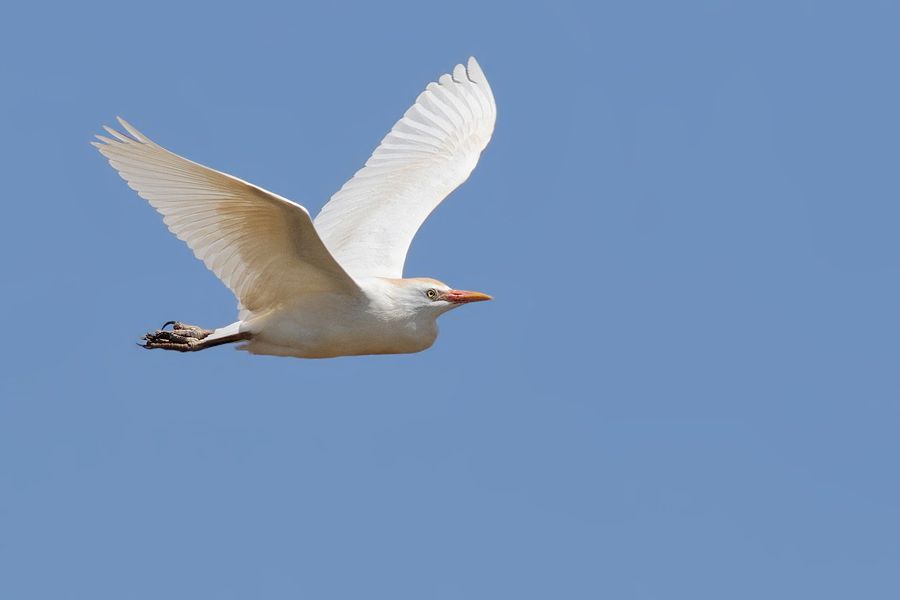 IMAGE: http://img.photobucket.com/albums/v111/joe47/IMG_6725b900b.jpg~original