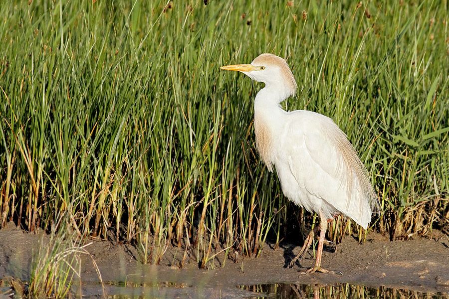 IMAGE: http://img.photobucket.com/albums/v111/joe47/IMG_6933b900.jpg~original