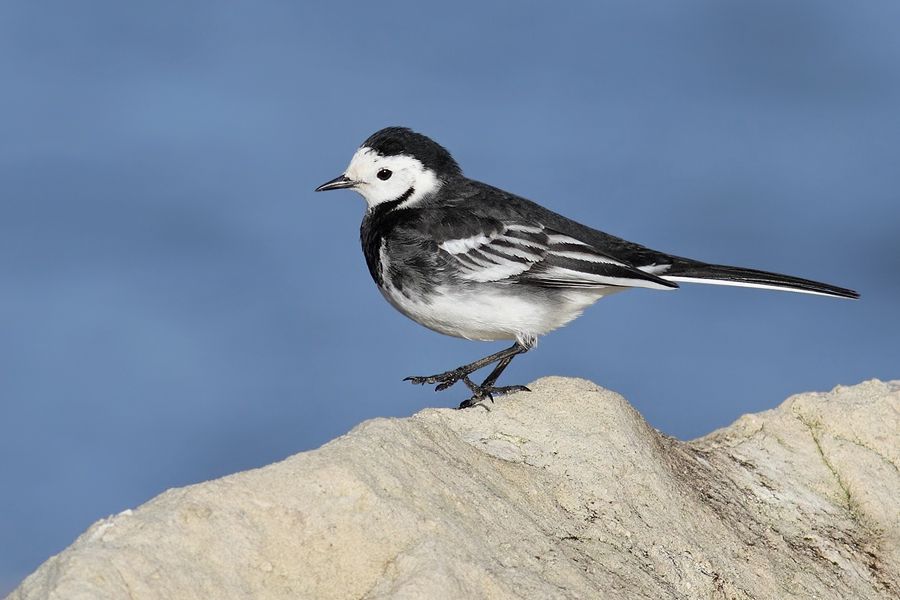 IMAGE: http://img.photobucket.com/albums/v111/joe47/IMG_6963b900.jpg~original