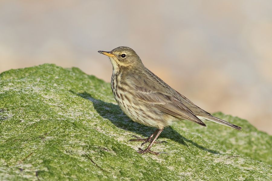 IMAGE: http://img.photobucket.com/albums/v111/joe47/IMG_7019b900.jpg~original