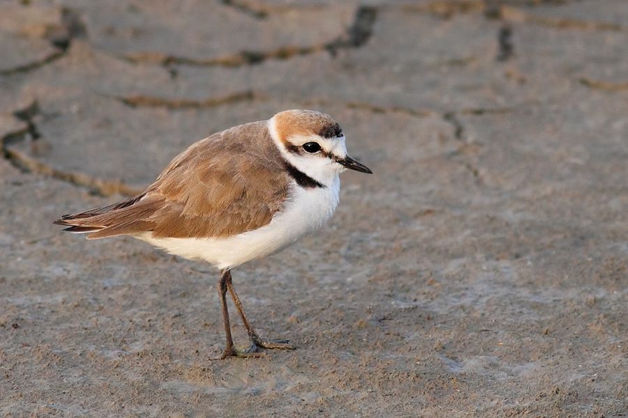 IMAGE: http://img.photobucket.com/albums/v111/joe47/IMG_7426bb900.jpg~original