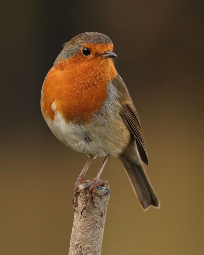 IMAGE: http://img.photobucket.com/albums/v111/joe47/IMG_7475cb2.jpg