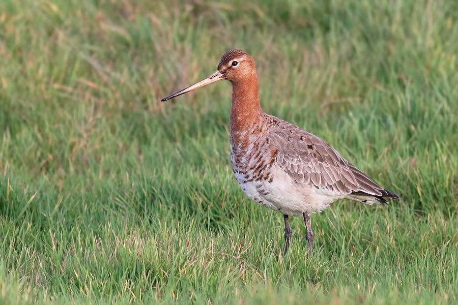 IMAGE: http://img.photobucket.com/albums/v111/joe47/IMG_7540b900.jpg~original