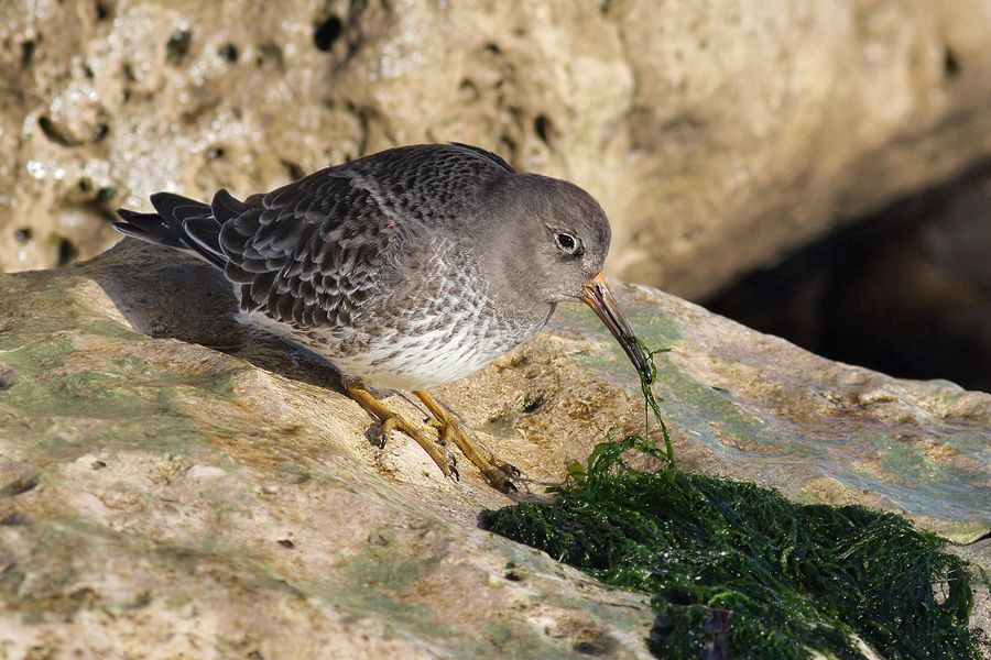 IMAGE: http://img.photobucket.com/albums/v111/joe47/IMG_7766b900.jpg~original