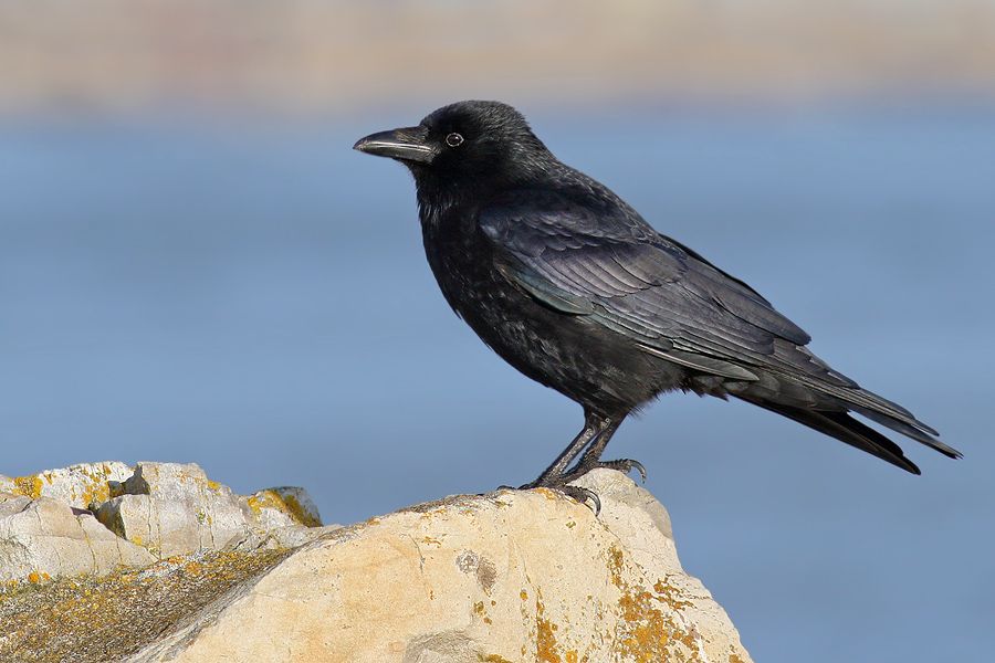 IMAGE: http://img.photobucket.com/albums/v111/joe47/IMG_7799bcr900.jpg~original