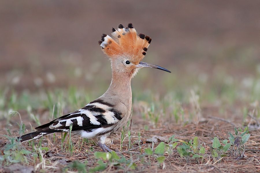 IMAGE: http://img.photobucket.com/albums/v111/joe47/IMG_7851b900.jpg~original