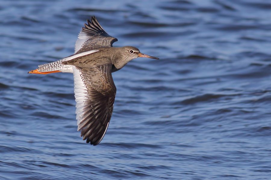 IMAGE: http://img.photobucket.com/albums/v111/joe47/IMG_7935b900.jpg~original