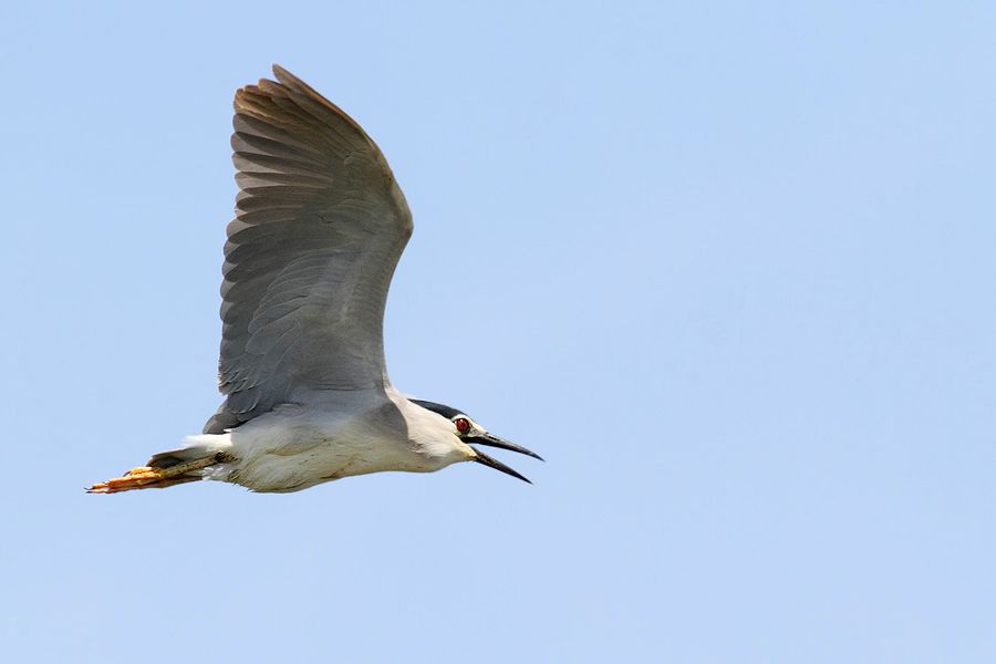 IMAGE: http://img.photobucket.com/albums/v111/joe47/IMG_7987b900.jpg~original