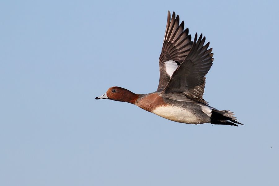 IMAGE: http://img.photobucket.com/albums/v111/joe47/IMG_8128b900.jpg~original