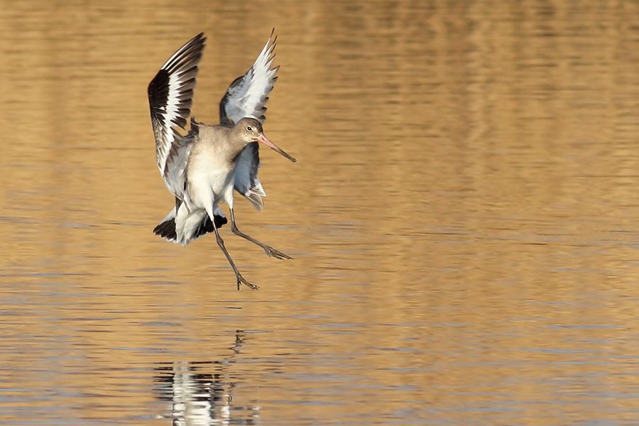 IMAGE: http://img.photobucket.com/albums/v111/joe47/IMG_8227b900.jpg~original