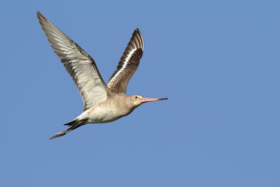 IMAGE: http://img.photobucket.com/albums/v111/joe47/IMG_8248b900.jpg~original