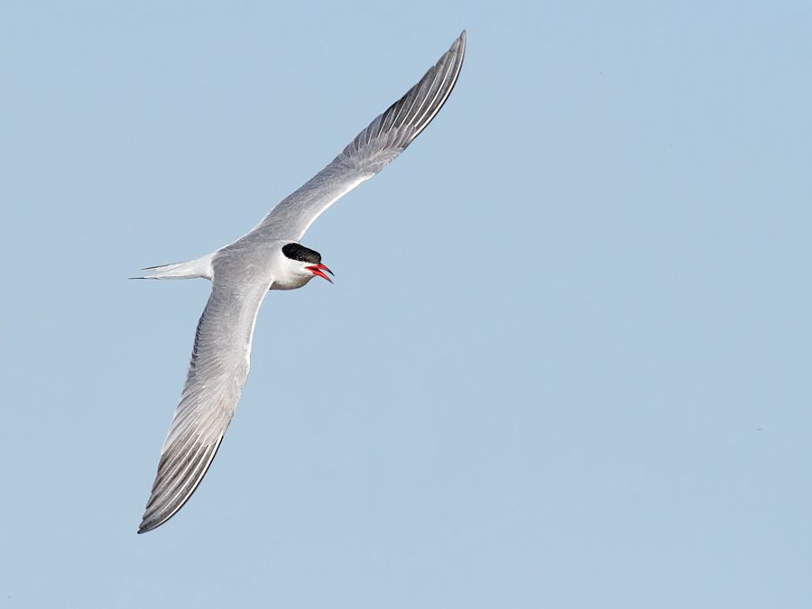 IMAGE: http://img.photobucket.com/albums/v111/joe47/IMG_8678b900.jpg~original