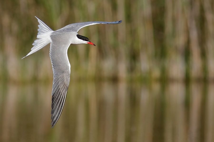 IMAGE: http://img.photobucket.com/albums/v111/joe47/IMG_8694b900b.jpg~original