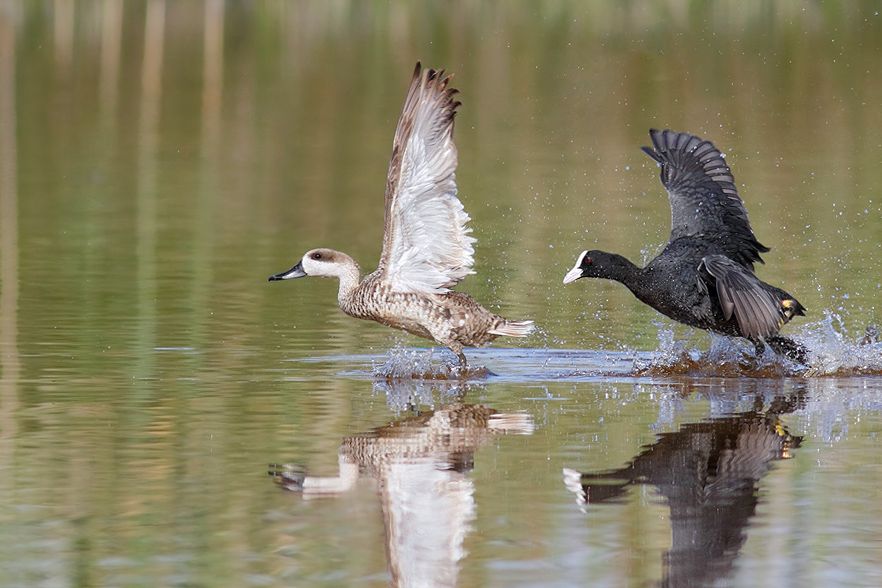 IMAGE: http://img.photobucket.com/albums/v111/joe47/IMG_8713edb900b.jpg~original