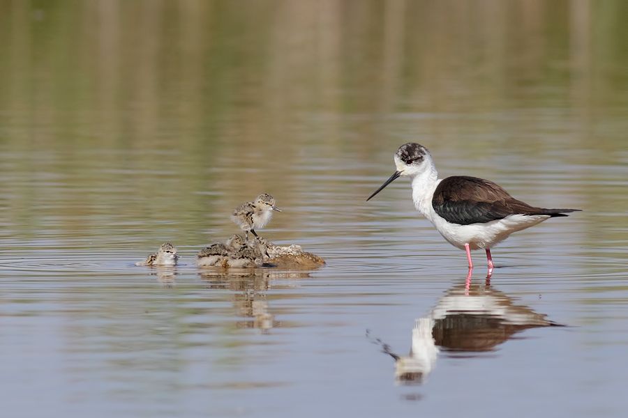 IMAGE: http://img.photobucket.com/albums/v111/joe47/IMG_8762b900.jpg~original