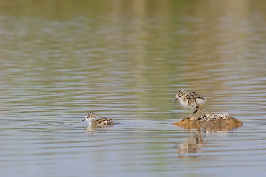 IMAGE: http://img.photobucket.com/albums/v111/joe47/IMG_8772b900.jpg~original