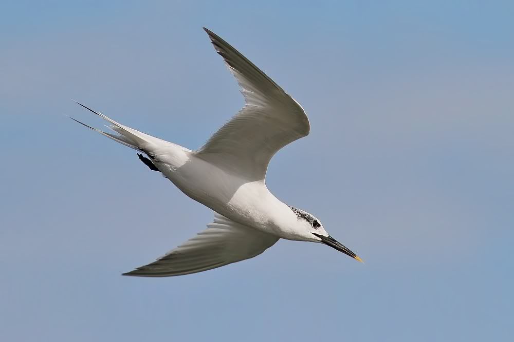 IMAGE: http://img.photobucket.com/albums/v111/joe47/IMG_8892extb_cr2-1.jpg