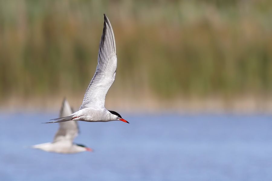 IMAGE: http://img.photobucket.com/albums/v111/joe47/IMG_8906b900.jpg~original