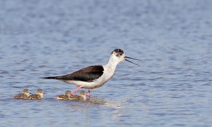 IMAGE: http://img.photobucket.com/albums/v111/joe47/IMG_8952b900.jpg~original