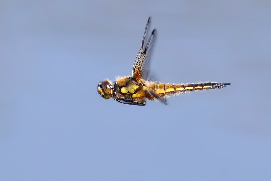 IMAGE: http://img.photobucket.com/albums/v111/joe47/IMG_9099b900.jpg~original