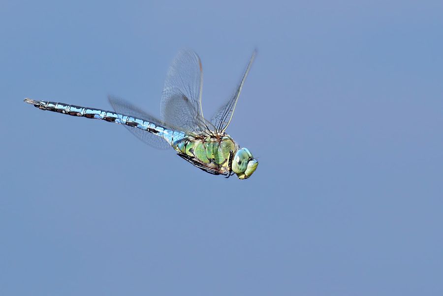 IMAGE: http://img.photobucket.com/albums/v111/joe47/IMG_9101b900.jpg~original