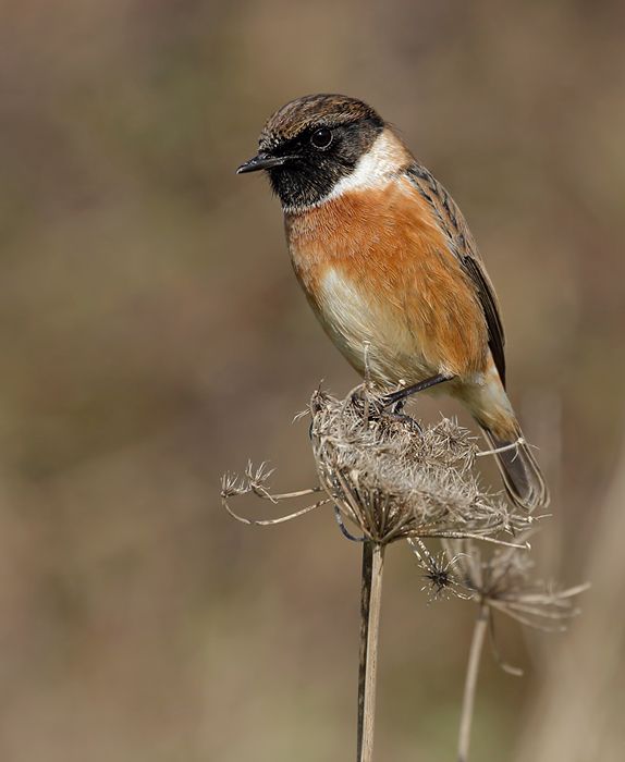 IMAGE: http://img.photobucket.com/albums/v111/joe47/IMG_9512b700.jpg~original