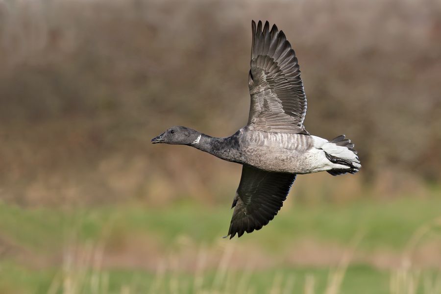 IMAGE: http://img.photobucket.com/albums/v111/joe47/IMG_9597bb900.jpg~original