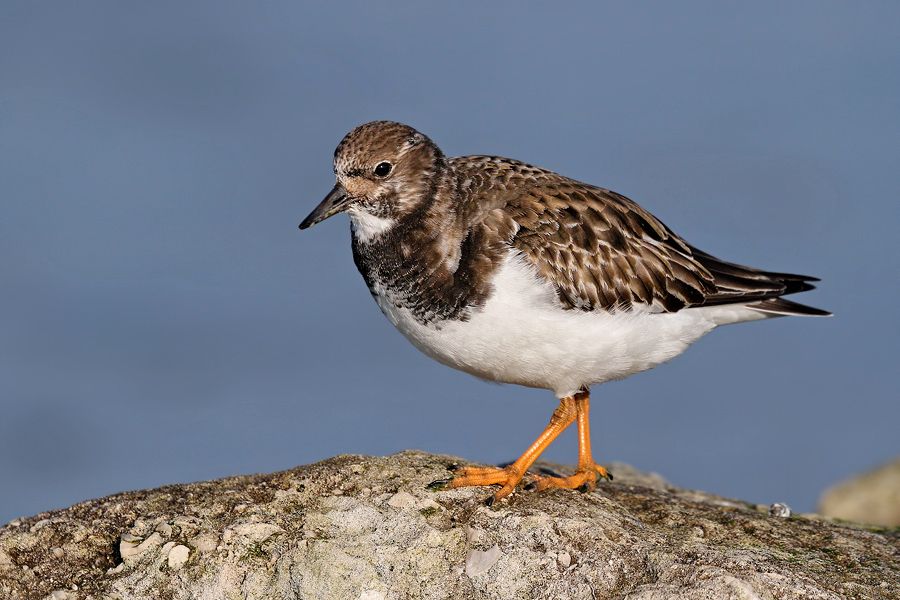 IMAGE: http://img.photobucket.com/albums/v111/joe47/IMG_9879b900.jpg~original