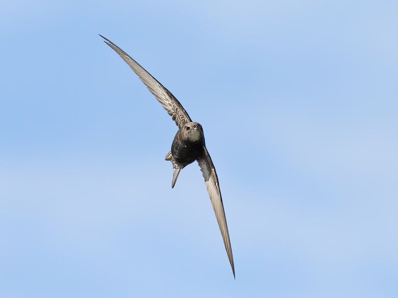 IMAGE: http://img.photobucket.com/albums/v111/joe47/IMG_9986b780.jpg