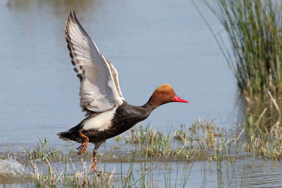 IMAGE: http://img.photobucket.com/albums/v111/joe47/Red-crested%20Pochard-02%20b%20900%20b.jpg~original