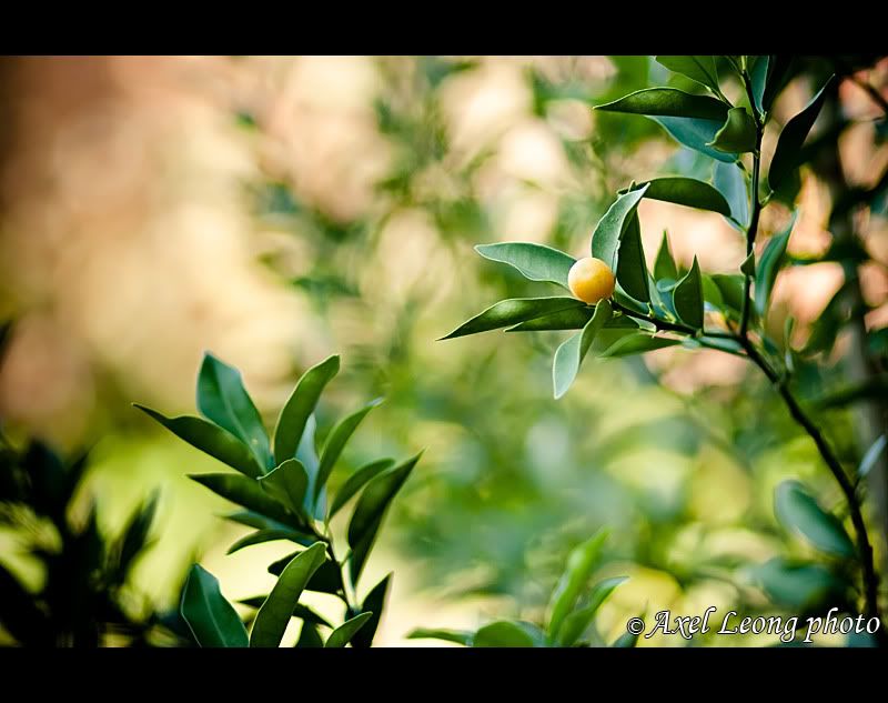 IMAGE: http://img.photobucket.com/albums/v111/phant0mapoclypse/59c770d5.jpg