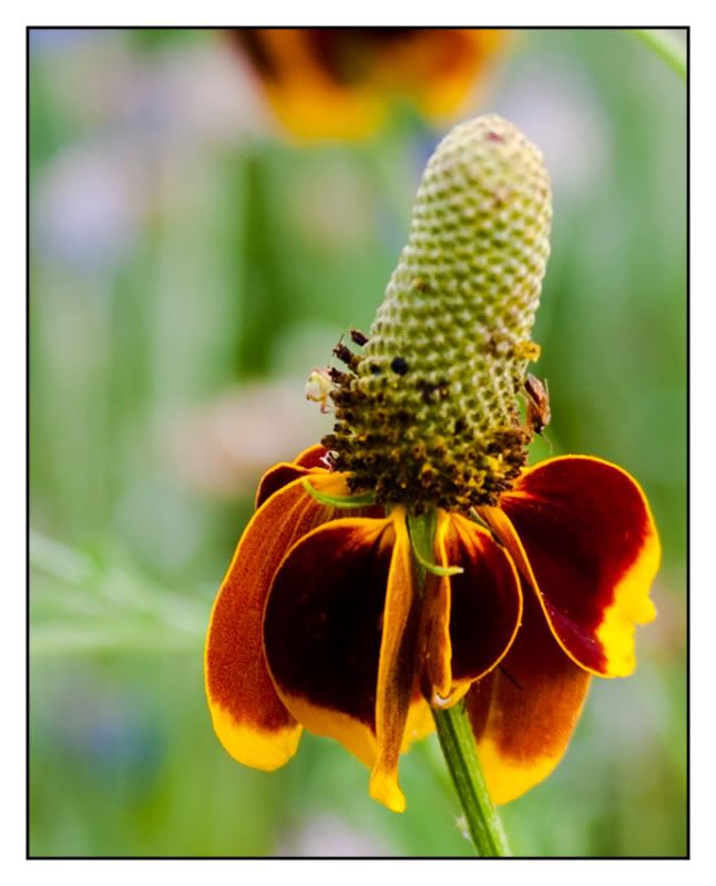 IMAGE: http://img.photobucket.com/albums/v111/phant0mapoclypse/img-0428.jpg