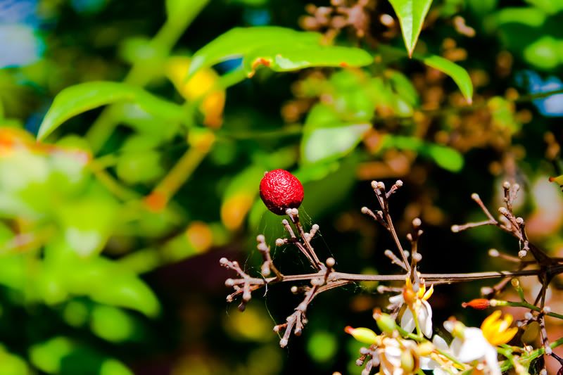 IMAGE: http://img.photobucket.com/albums/v111/phant0mapoclypse/img-5.jpg