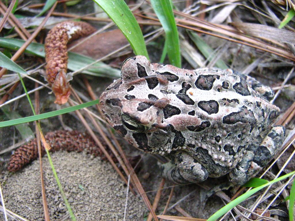 froggie