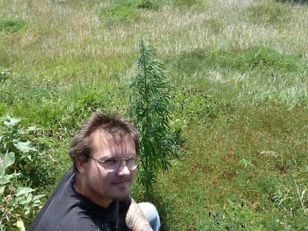 Marijuana Grows Wild On The Side Of The Road. It Is Called 