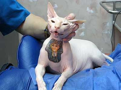 Tattooedcat.jpg