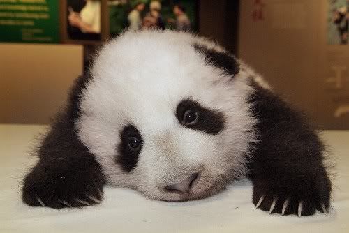 emo-panda.jpg