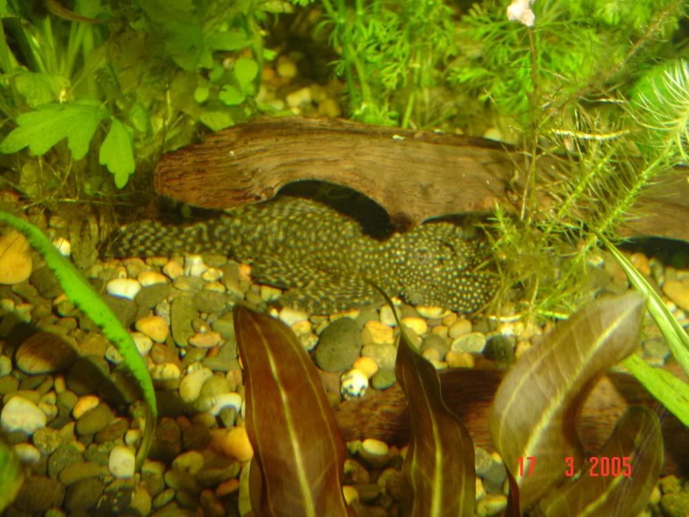 Bristlenose.jpg