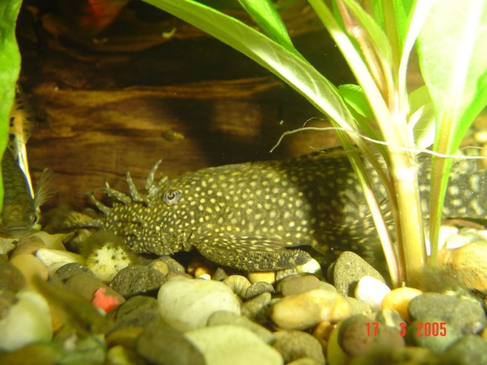 MaleBristlenose.jpg