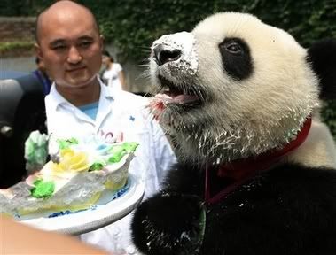 Stupid Panda