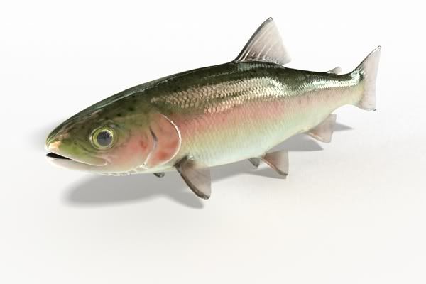 fish_04.jpg