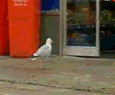 Thieving seagull