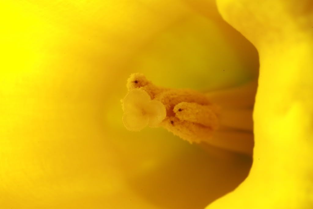 IMAGE: http://img.photobucket.com/albums/v114/teambunny/DPP_001.jpg