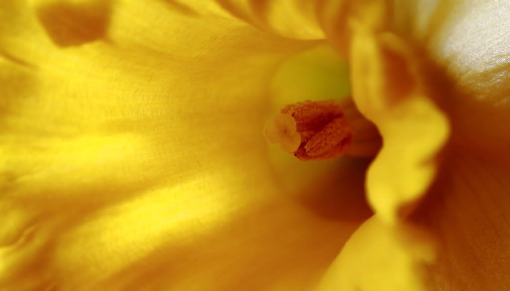 IMAGE: http://img.photobucket.com/albums/v114/teambunny/DPP_002.jpg