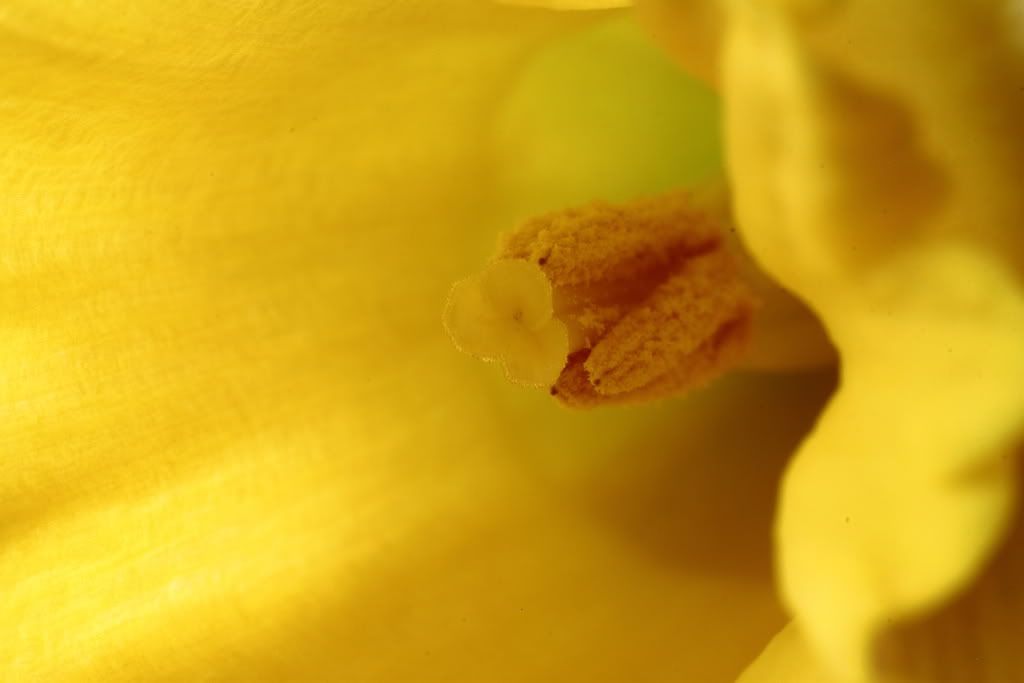 IMAGE: http://img.photobucket.com/albums/v114/teambunny/DPP_004.jpg