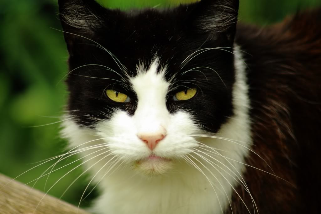 IMAGE: http://img.photobucket.com/albums/v114/teambunny/DPP_005.jpg