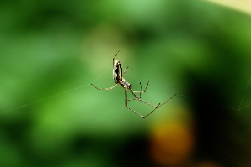 IMAGE: http://img.photobucket.com/albums/v114/teambunny/DPP_005_PP.jpg