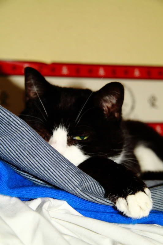 IMAGE: http://img.photobucket.com/albums/v114/teambunny/DPP_009-2.jpg