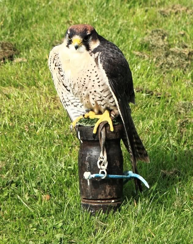 IMAGE: http://img.photobucket.com/albums/v114/teambunny/DPP_034.jpg